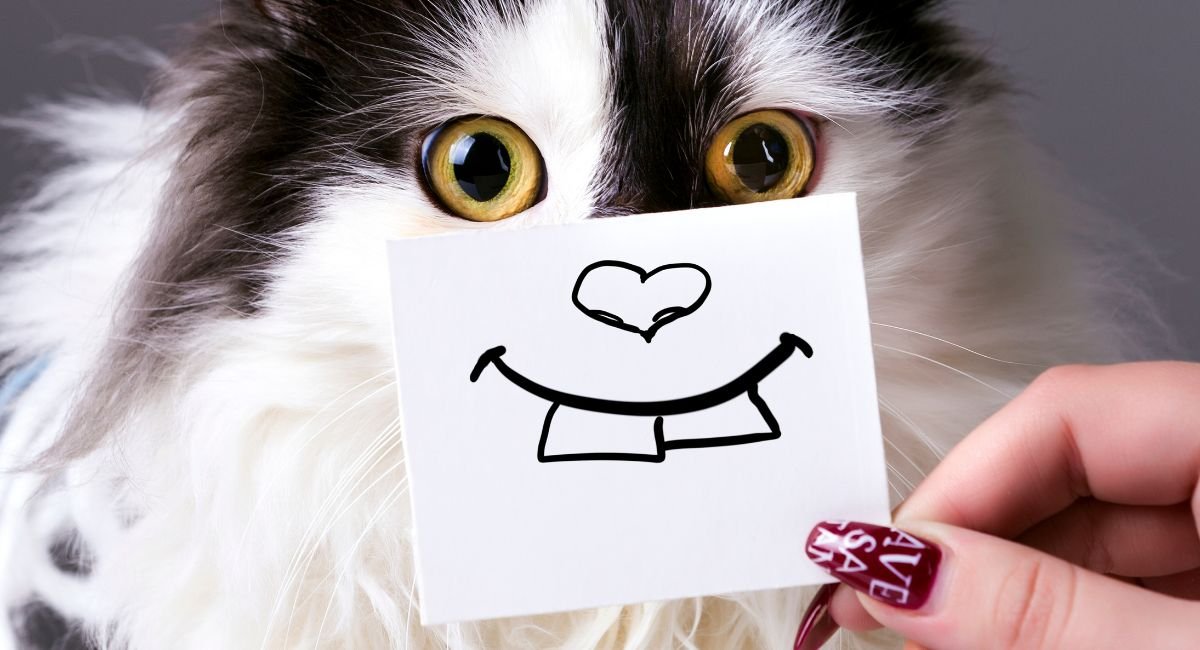 120+ Best Love Puns for Her: Cute & Viral Jokes (2026)